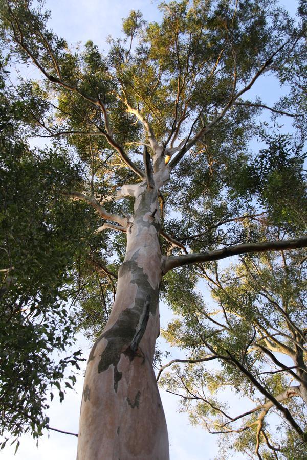 Paperbark Bed & Breakfast Brisbane Exterior foto
