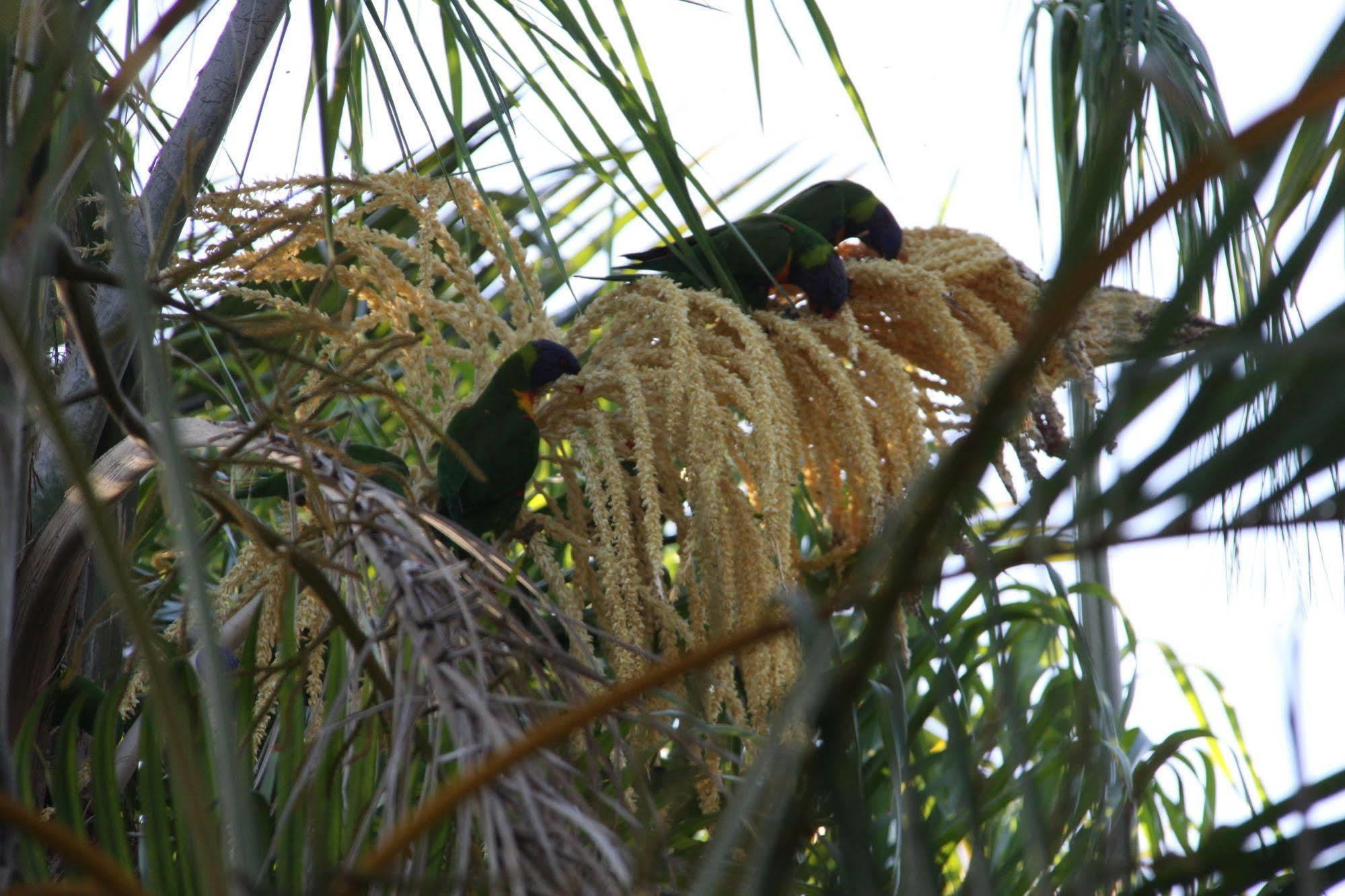 Paperbark Bed & Breakfast Brisbane Exterior foto